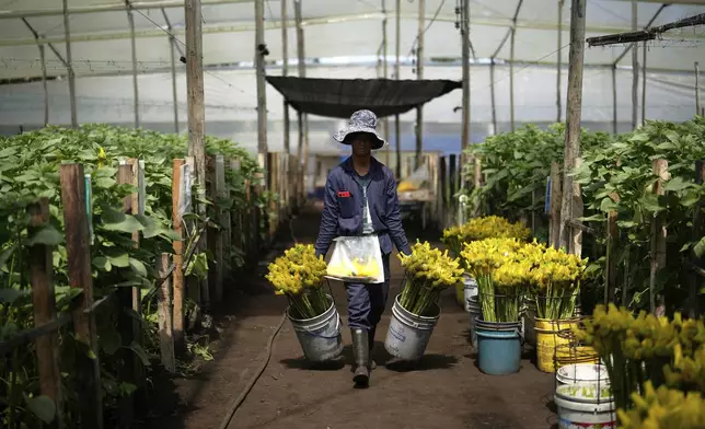 A worker carries freshly cut sunflowers at the Phytotec flower farm, which exports to the United States, in El Rosal, Colombia, Wednesday, April 16, 2025. (AP Photo/Fernando Vergara)