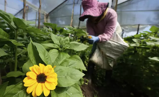 A worker looks after sunflowers at the Phytotec flower farm, which exports to the United States, in El Rosal, Colombia, Wednesday, April 16, 2025. (AP Photo/Fernando Vergara)