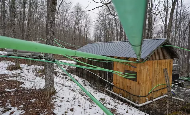 Tubing imported from Canada is used to transport sap from trees into holding tanks for producing maple syrup at Judd's Wayeeses Farms in Morgan, Vt., on Friday, April 11, 2025. (AP Photo/Robert F. Bukaty)