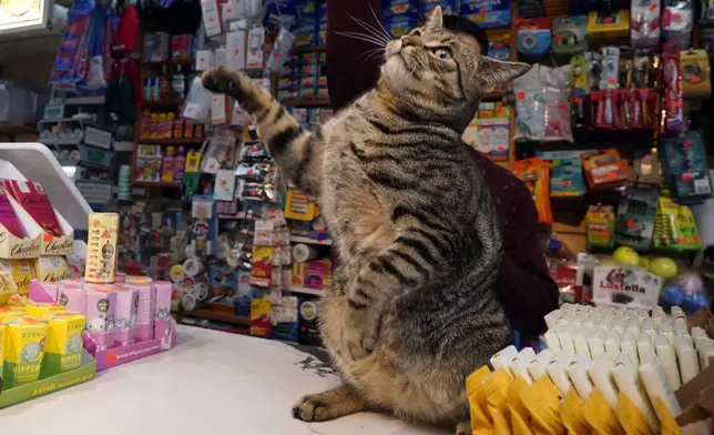 Elias stands briefly on the checkout counter at Stars Deli in the Williamsburg section of the Brooklyn borough of New York, Friday, March 14, 2025. (AP Photo/Richard Drew)