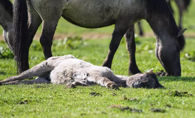 Wild horses graze in a meadow near the city of Duelmen, Germany, where the herd lives in almost unmanaged feral conditions, Saturday, April 19, 2025. (AP Photo/Martin Meissner)