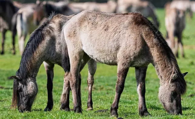 Wild horses graze in a meadow near the city of Duelmen, Germany, where the herd lives in almost unmanaged feral conditions, Saturday, April 19, 2025. (AP Photo/Martin Meissner)