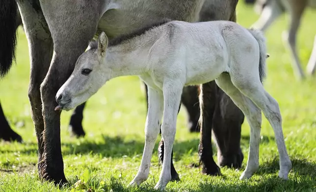 A young wild horse foal stands by its mother in a meadow near the city of Duelmen, Germany, where the herd lives in almost unmanaged feral conditions, Saturday, April 19, 2025. (AP Photo/Martin Meissner)