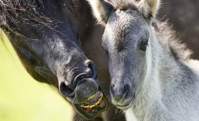 A young wild horse stands by its mother in a meadow near the city of Duelmen, Germany, where the herd lives in almost unmanaged feral conditions, Saturday, April 19, 2025. (AP Photo/Martin Meissner)