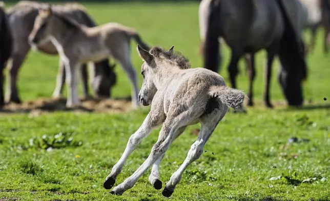 A young wild horse foal plays in a meadow near the city of Duelmen, Germany, where the herd lives in almost unmanaged feral conditions, Saturday, April 19, 2025. (AP Photo/Martin Meissner)