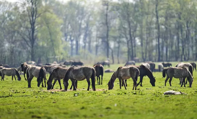 Wild horses graze in a meadow near the city of Duelmen, Germany, where the herd lives in almost unmanaged feral conditions, Saturday, April 19, 2025. (AP Photo/Martin Meissner)