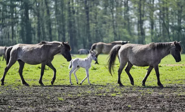 Wild horses graze in a meadow near the city of Duelmen, Germany, where the herd lives in almost unmanaged feral conditions, Saturday, April 19, 2025. (AP Photo/Martin Meissner)