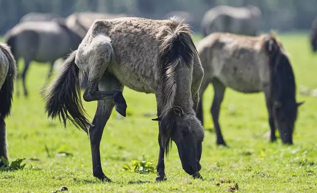 Wild horses graze in a meadow near the city of Duelmen, Germany, where the herd lives in almost unmanaged feral conditions, Saturday, April 19, 2025. (AP Photo/Martin Meissner)