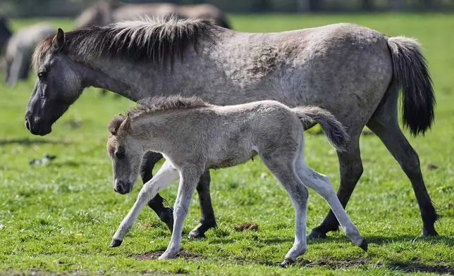 Wild horses graze in a meadow near the city of Duelmen, Germany, where the herd lives in almost unmanaged feral conditions, Saturday, April 19, 2025. (AP Photo/Martin Meissner)