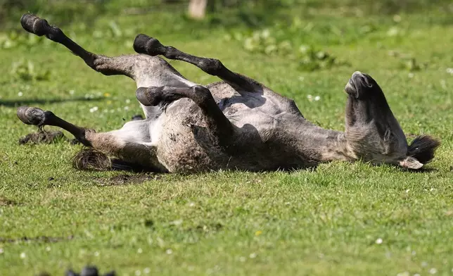 A wild horse rolls in the grass in a meadow near the city of Duelmen, Germany, where the herd lives in almost unmanaged feral conditions, Saturday, April 19, 2025. (AP Photo/Martin Meissner)