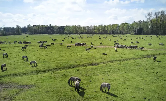 Wild horses graze in a meadow near the city of Duelmen, Germany, where the herd lives in almost unmanaged feral conditions, Saturday, April 19, 2025. (AP Photo/Martin Meissner)