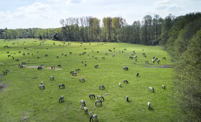 Wild horses graze in a meadow near the city of Duelmen, Germany, where the herd lives in almost unmanaged feral conditions, Saturday, April 19, 2025. (AP Photo/Martin Meissner)