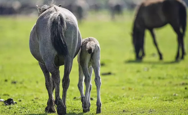 Wild horses graze in a meadow near the city of Duelmen, Germany, where the herd lives in almost unmanaged feral conditions, Saturday, April 19, 2025. (AP Photo/Martin Meissner)