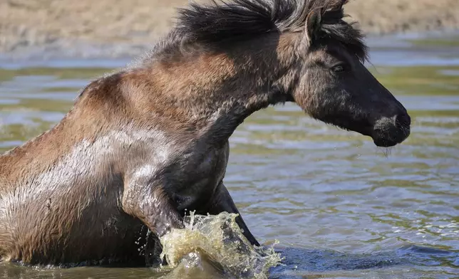 A wild horse takes a bath beside a meadow near the city of Duelmen, Germany, where the herd lives in almost unmanaged feral conditions, Saturday, April 19, 2025. (AP Photo/Martin Meissner)