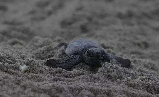 An endangered olive ridley turtle hatchling crawls toward the sea after it is released by forest officials on Elliot's Beach in Chennai, India, Saturday, March 29, 2025. (AP Photo/Mahesh Kumar A.)