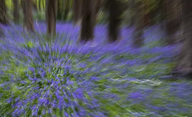 In this long exposure lens zoom effect, bluebells, also known as wild hyacinth, bloom among the trees in the Hallerbos forest, south of Brussels, Belgium, on Tuesday, April 22, 2025. (AP Photo/Virginia Mayo)