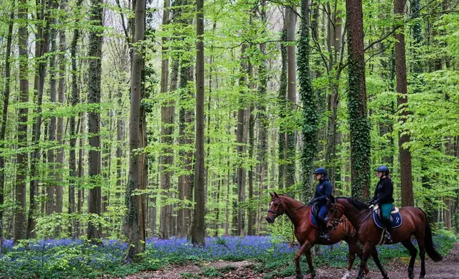 Two women ride horses in a path full of bluebells, also known as wild hyacinth, in the Hallerbos forest, south of Brussels, Belgium, on Tuesday, April 22, 2025. (AP Photo/Virginia Mayo)