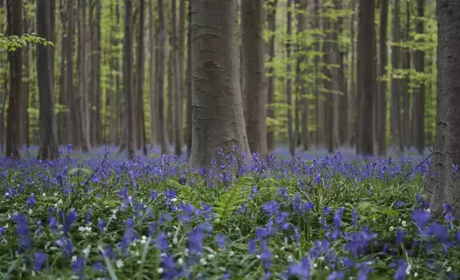 Bluebells, also known as wild hyacinth, bloom among the trees in the Hallerbos forest, south of Brussels, Belgium, on Tuesday, April 22, 2025. (AP Photo/Virginia Mayo)