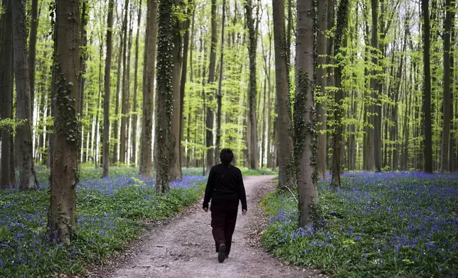 A woman walks on a path with Bluebells, also known as wild hyacinth, in the Hallerbos forest, south of Brussels, Belgium, on Tuesday, April 22, 2025. (AP Photo/Virginia Mayo)