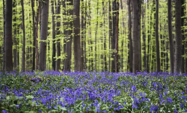 Bluebells, also known as wild hyacinth, bloom among the trees in the Hallerbos forest, south of Brussels, Belgium, on Tuesday, April 22, 2025. (AP Photo/Virginia Mayo)