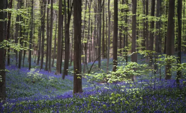 Bluebells, also known as wild hyacinth, bloom among the trees in the Hallerbos forest, south of Brussels, Belgium, on Tuesday, April 22, 2025. (AP Photo/Virginia Mayo)