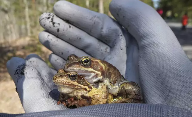 A volunteer carries frogs across a road in the Sestroretsk Bog natural reserve outside St. Petersburg, Russia, on Wednesday, April 16, 2025. (AP Photo/Dmitri Lovetsky)