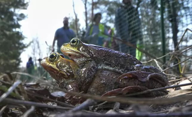 Frogs sit near a road fenced off by volunteers who help them move across safely in the Sestroretsk Bog natural reserve near St. Petersburg, Russia, on Wednesday, April 16, 2025. (AP Photo/Dmitri Lovetsky)