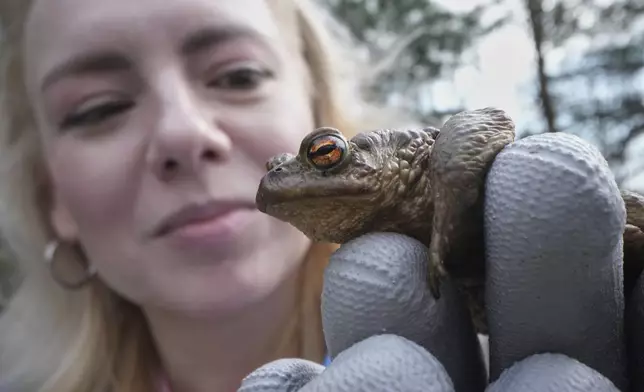 A volunteer holds a toad at the Sestroretsk Bog natural reserve outside St. Petersburg, Russia, on Wednesday, April 16, 2025. (AP Photo/Dmitri Lovetsky)