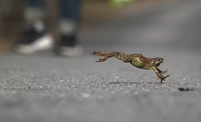 A frog crosses a road to get a spawning area in the Sestroretsk Bog natural reserve outside St. Petersburg, Russia, on Wednesday, April 16, 2025. (AP Photo/Dmitri Lovetsky)