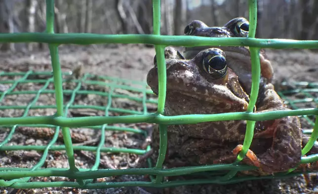 A fence keeps frogs off a road until volunteers can move them across safely in the Sestroretsk Bog natural reserve outside St. Petersburg, Russia, on Wednesday, April 16, 2025. (AP Photo/Dmitri Lovetsky)