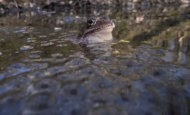 A frog sits in the water in the Sestroretsk Bog natural reserve outside St. Petersburg, Russia, Wednesday, April 16, 2025. (AP Photo/Dmitri Lovetsky)