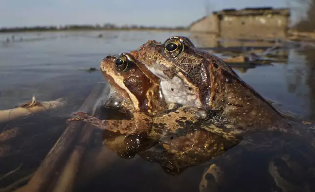 Frogs safely reach a spawning area in the Sestroretsk Bog natural reserve outside St. Petersburg, Russia, on Wednesday, April 16, 2025. (AP Photo/Dmitri Lovetsky)