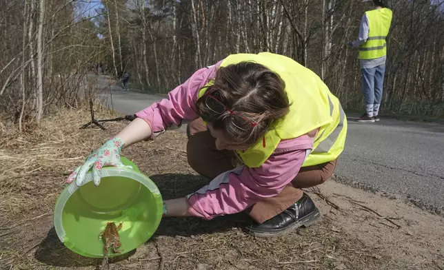 A volunteer helps a frog cross the road in the Sestroretsk Bog natural reserve outside St. Petersburg, Russia, on Wednesday, April 16, 2025. (AP Photo/Dmitri Lovetsky)