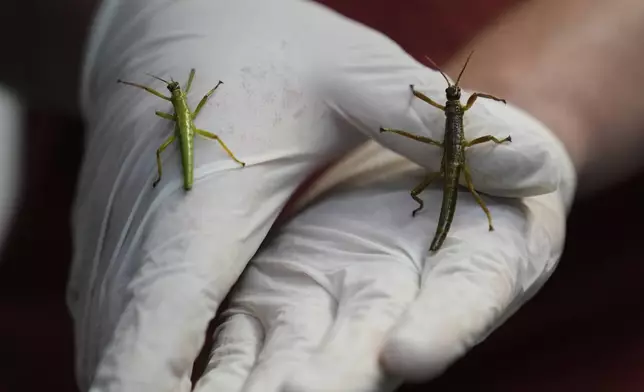 An expert keeper displays critically endangered Lord Howe Island stick insects, nicknamed "tree lobster," at the zoo in Prague, Czech Republic, Tuesday, April 8, 2025. (AP Photo/Petr David Josek)