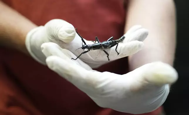 An expert keeper displays a critically endangered Lord Howe Island stick insect, nicknamed "tree lobster," at the zoo in Prague, Czech Republic, Tuesday, April 8, 2025. (AP Photo/Petr David Josek)
