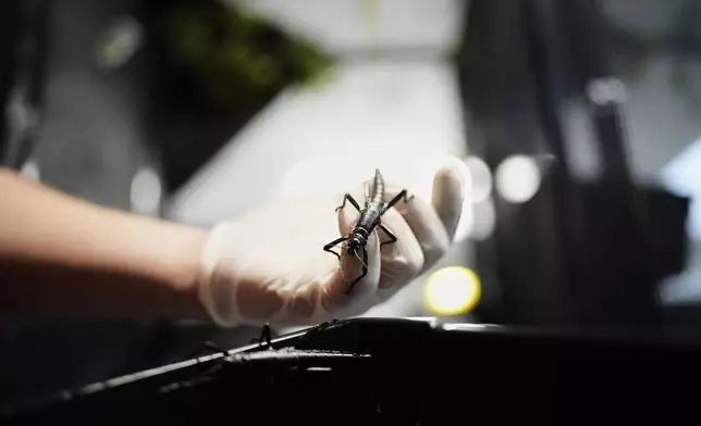 An expert keeper displays a critically endangered Lord Howe Island stick insect, nicknamed "tree lobster," at the zoo in Prague, Czech Republic, Tuesday, April 8, 2025. (AP Photo/Petr David Josek)