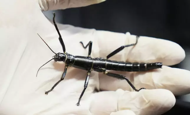 An expert keeper displays a critically endangered Lord Howe Island stick insect, nicknamed "tree lobster," at the zoo in Prague, Czech Republic, Tuesday, April 8, 2025. (AP Photo/Petr David Josek)