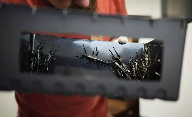 An expert keeper holds a box with critically endangered Lord Howe Island stick insects, nicknamed "tree lobster," at the zoo in Prague, Czech Republic, Tuesday, April 8, 2025. (AP Photo/Petr David Josek)