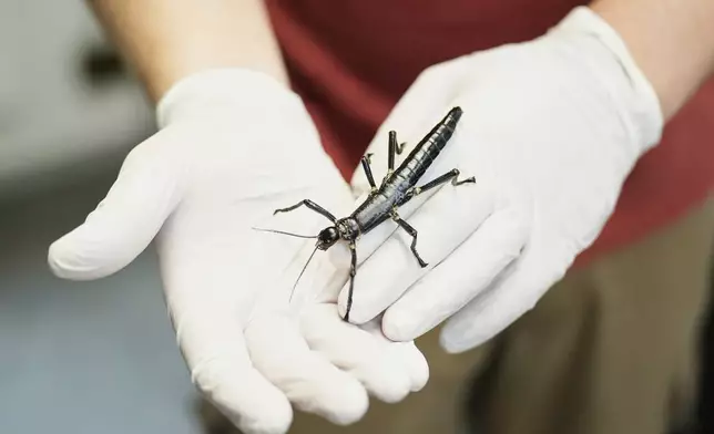 An expert keeper displays a critically endangered Lord Howe Island stick insect, nicknamed "tree lobster," at the zoo in Prague, Czech Republic, Tuesday, April 8, 2025. (AP Photo/Petr David Josek)