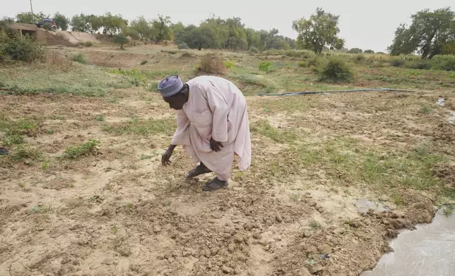 Umaru Muazu, 62 years old, remove weeds from his farm under the blistering sun in Kwalkwalawa, northwestern Nigeria, Feb. 22, 2025. (AP Photo/Sunday Alamba)