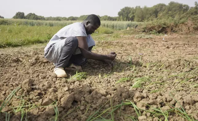 Nasiru Bello plants onions on his farm Kwalkwalawa, northwestern Nigeria, Feb. 22, 2025. (AP Photo/Sunday Alamba)