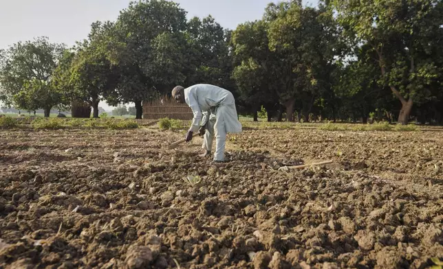 A farmer tills his onion farm under the blistering sun in Kwalkwalawa, northwestern Nigeria, Feb. 22, 2025. (AP Photo/Sunday Alamba)