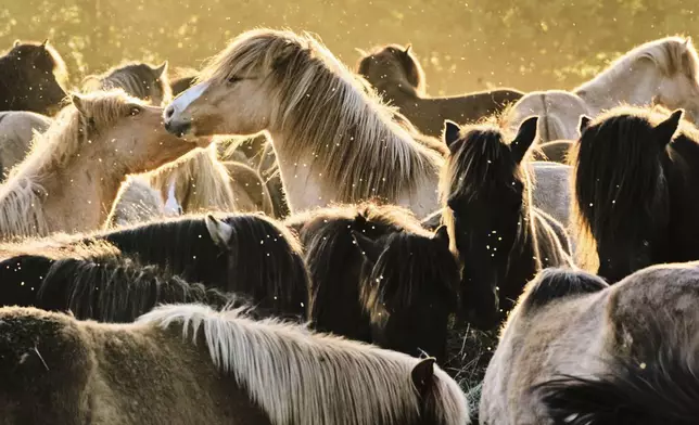 Icelandic horses play at a stud farm in Wehrheim near Frankfurt, Germany, Wednesday, April 30, 2025. (AP Photo/Michael Probst)
