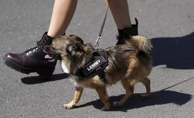 A dog called Lemmy is on a lead as Motorhead fans gather to commemorate Lemmy Kilmister the Motorhead frontman in Burslem, Stoke on Trent, England, Friday, May 9, 2025. The musician, once described as having 'one of the most recognizable voices in rock', was born in Burslem and a statue has been crafted by acclaimed local sculptor and lifelong Motorhead fan Andy Edwards. (AP Photo/Kirsty Wigglesworth)