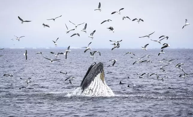 A humpback whale, dolphins and sea birds feed on a school of fish Thursday, May 1, 2025, in Channel Islands, Calif. (AP Photo/Annika Hammerschlag)