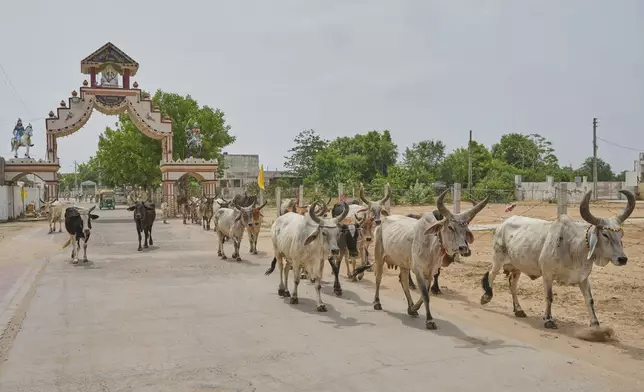 A herd of cows roam outside Dingucha village from where Jagdish Patel and his family hailed and were killed while crossing the Canada-US border, in the Indian state of Gujarat, Wednesday, May 28, 2025. (AP Photo/Ajit Solanki)