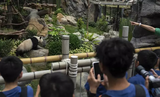 Visitors take pictures of Giant panda Ying Ying at the enclosure in Ocean Park in Hong Kong, Tuesday, May 27, 2025. (AP Photo/Chan Long Hei)