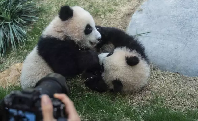 FILE -Hong Kong-born giant panda twin cubs make their debut appearance to media in Ocean Park during a greeting ceremony in Hong Kong, Feb. 15, 2025. (AP Photo/Chan Long Hei, File)
