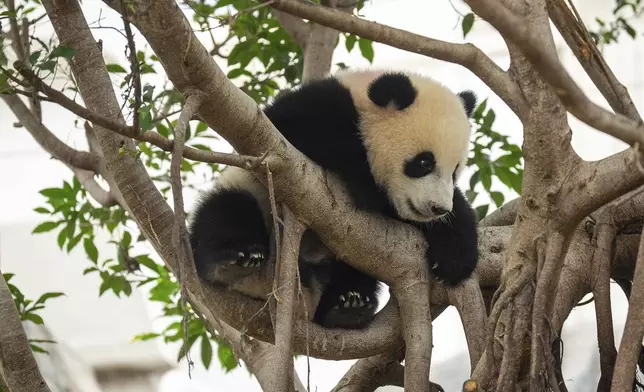 Giant panda cub De De climbs up to the tree at the enclosure in Ocean Park in Hong Kong, Tuesday, May 27, 2025. (AP Photo/Chan Long Hei)