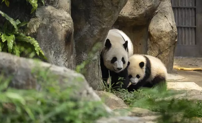 Giant panda Ying Ying, left, and her daughter Jia Jia are seen at their enclosure in Ocean Park in Hong Kong, Tuesday, May 27, 2025. (AP Photo/Chan Long Hei)